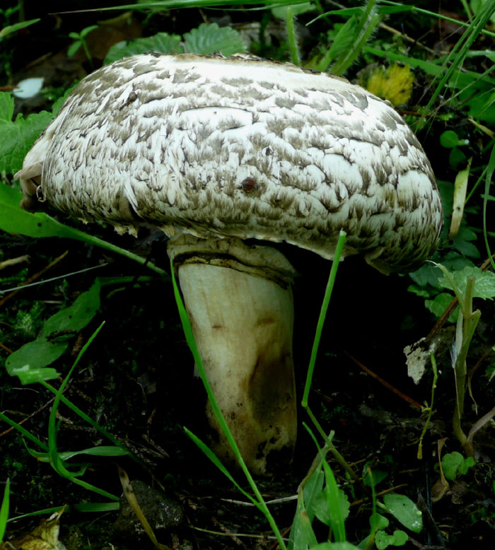 Agaricus pilatianus